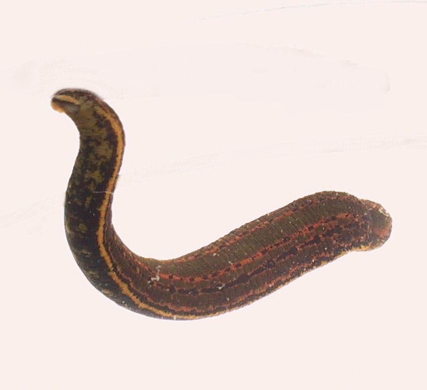 LEECHES (Seasonal Product)