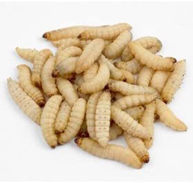 WAX WORMS 